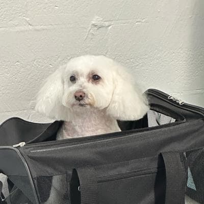 Daphne, Bichon point