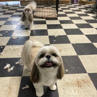 Pair of shih Tzus to break your heart