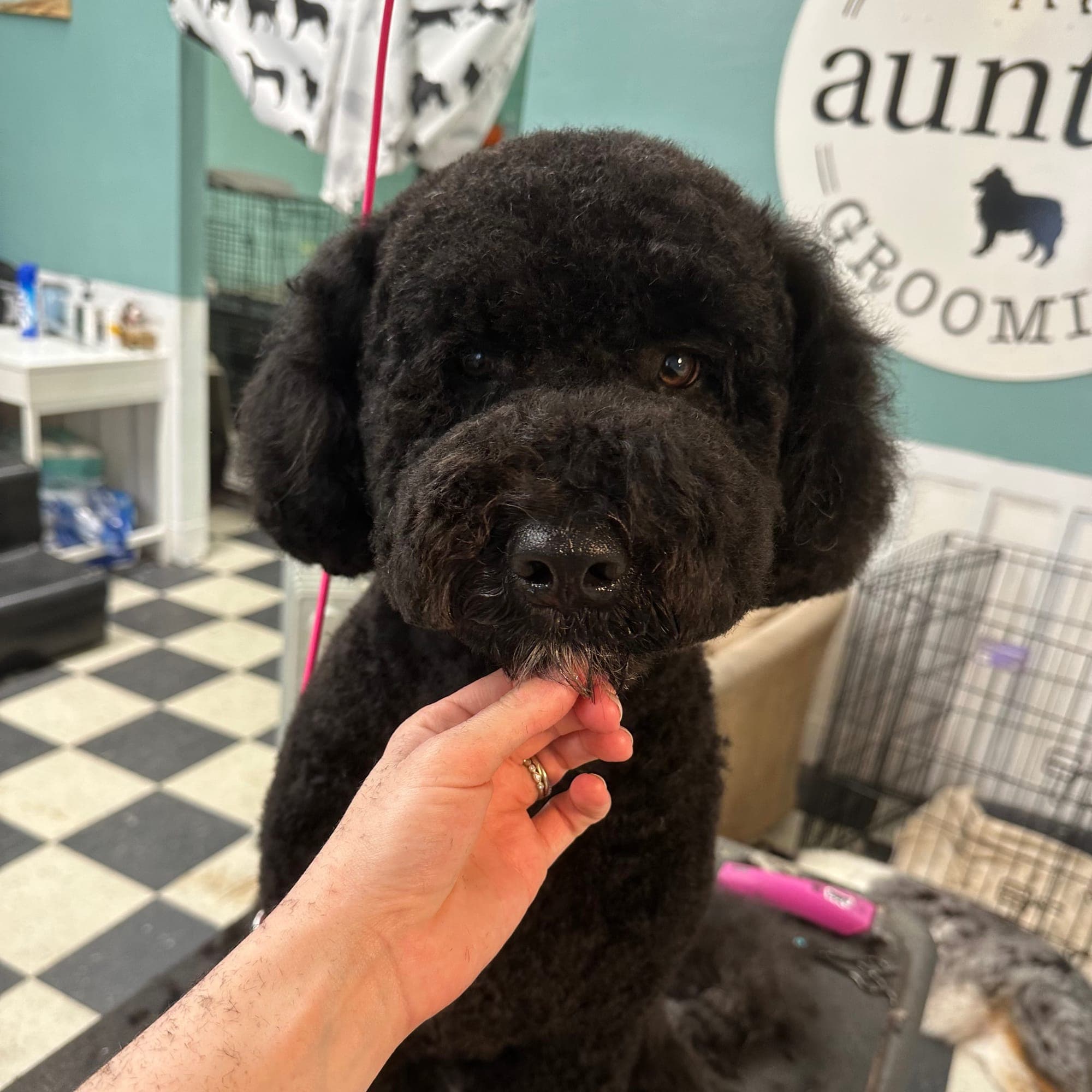 Thunder the Portuguese Water Dog groomed at Aunties Pet Grooming